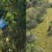 Corpo é achado em mata no PI e pode ser de idoso que desapareceu após sair para colher cascas de árvores, diz polícia