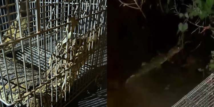 VÍDEO: Jacaré é solto na natureza após ser resgatado próximo a casas no Piauí