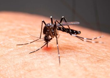 Criança de 7 anos morre vítima de dengue no Piauí