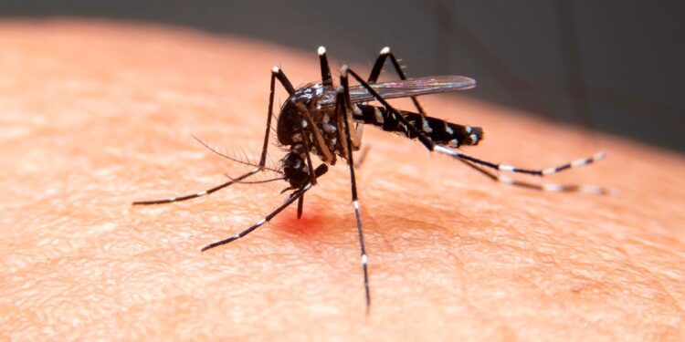 Criança de 7 anos morre vítima de dengue no Piauí