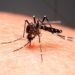 Criança de 7 anos morre vítima de dengue no Piauí