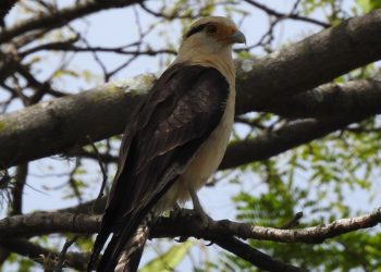 Estudo identifica 115 espécies de aves em Teresina e destaca importância de áreas verdes