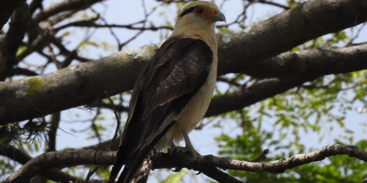 Estudo identifica 115 espécies de aves em Teresina e destaca importância de áreas verdes