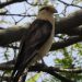 Estudo identifica 115 espécies de aves em Teresina e destaca importância de áreas verdes